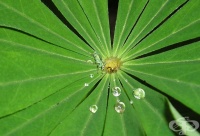 ����������� ��� �������� �����?